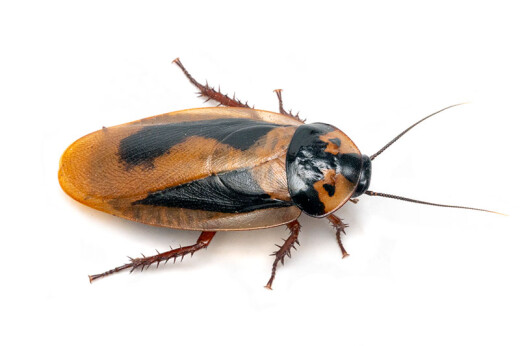 Eublaberus marajoara